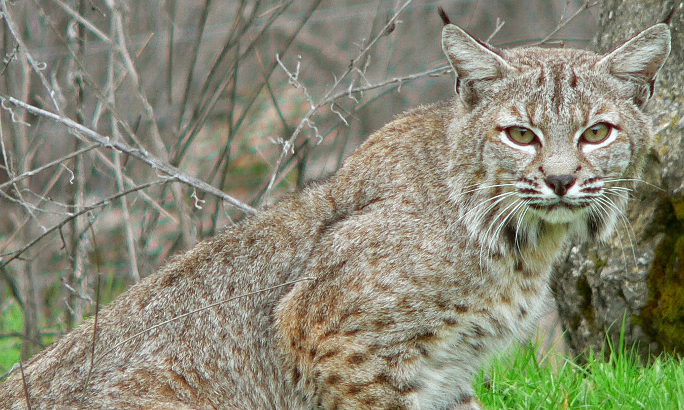 Officials say bobcat sightings on rise in Indiana