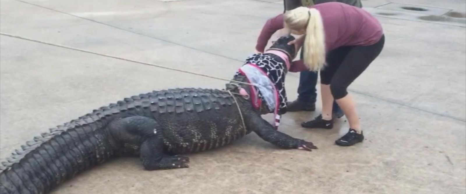 12 Foot Alligator Captured At Houston Area Shopping Center Whas11 Com