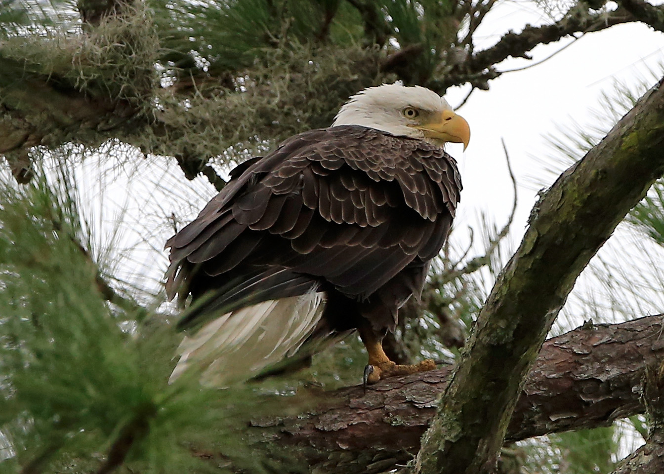Discovery of 13 dead bald eagles in Md. sparks federal investigation