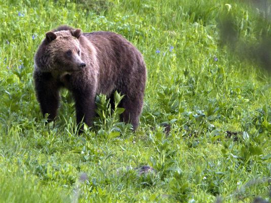 States welcome lifting grizzly bear protections
