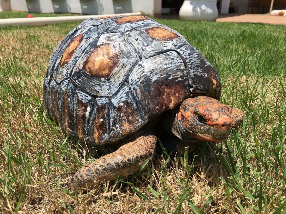 Tortoise burned in fire gets custom 3D printed shell