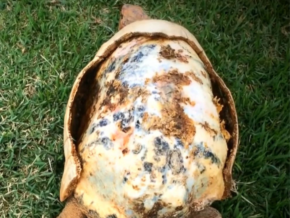 Tortoise burned in fire gets custom 3D printed shell