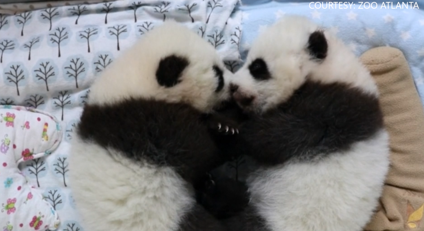 Help Name These Twin Giant Panda Cubs