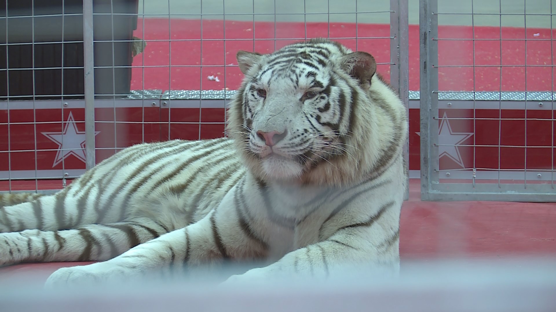 kosair-shrine-circus-opens-in-louisville-whas11