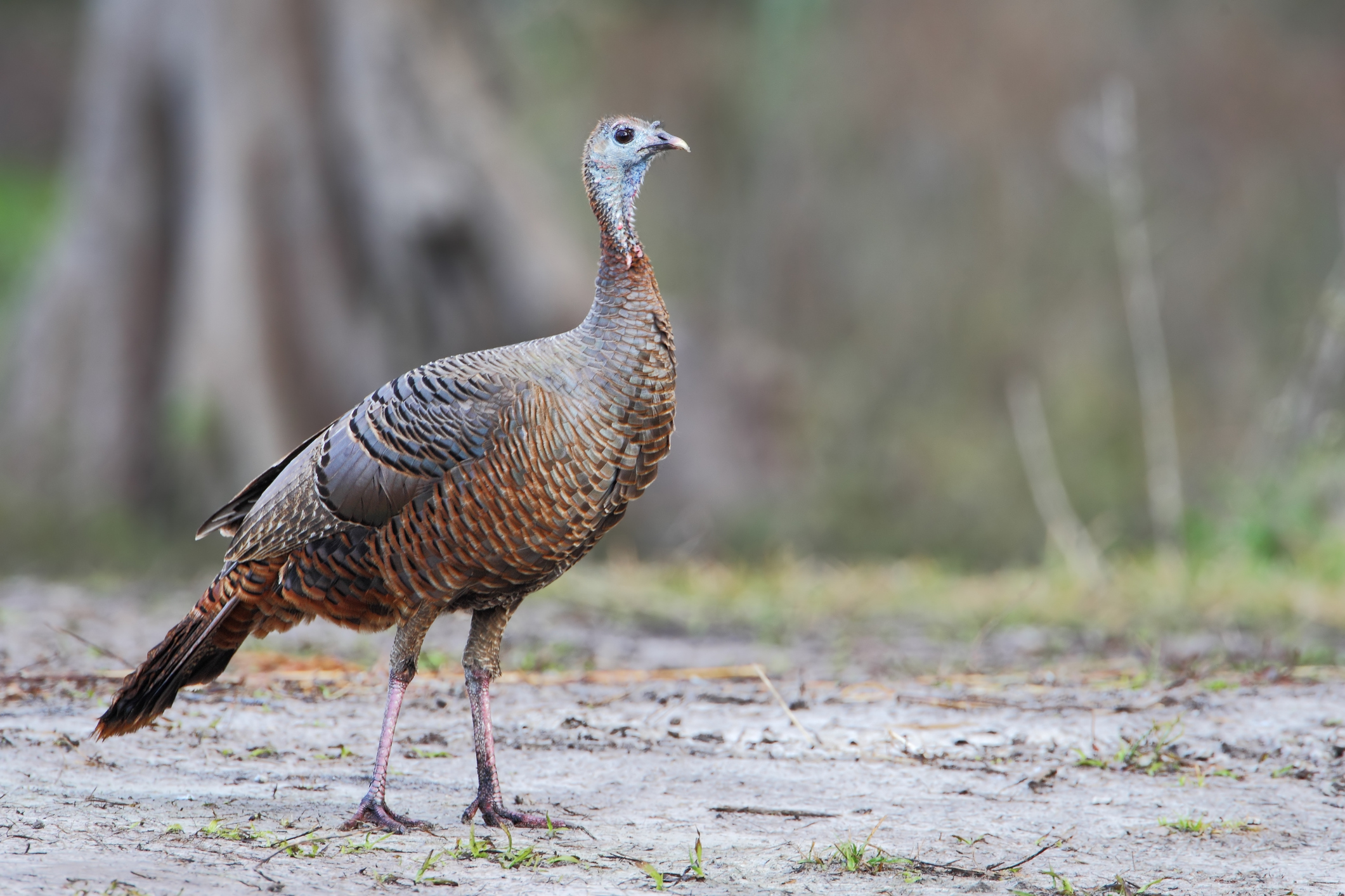 Help monitor the summer production of wild turkeys in Indiana