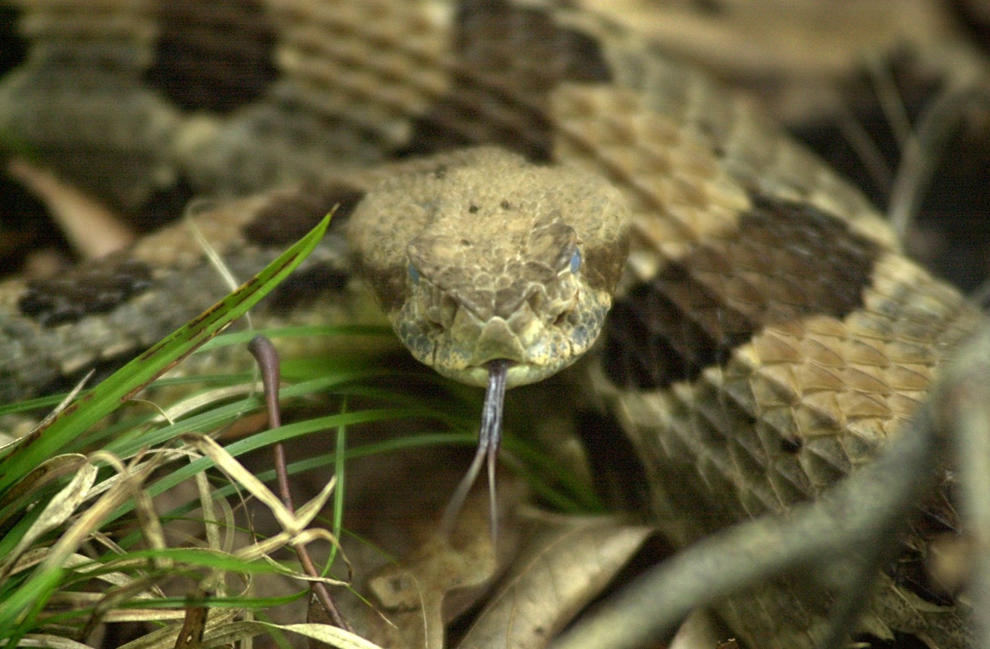 Check out how huge this Indiana rattlesnake is