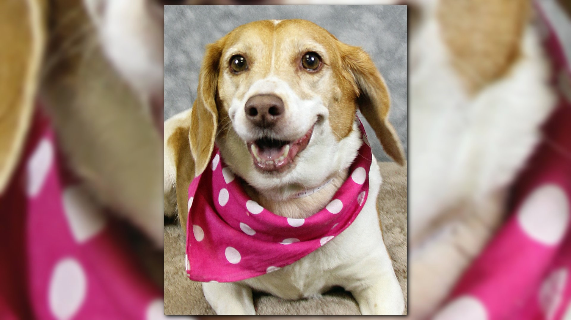 Kentucky Humane Society hosts Keep Louisville Furry adoption event