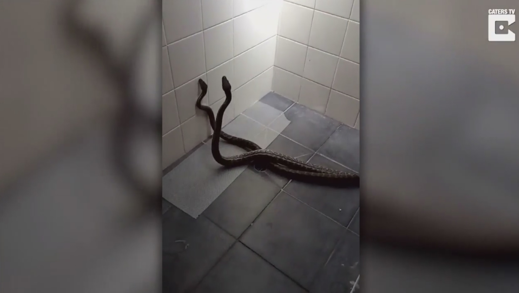 Terrifying moment two pythons crash through skylight and battle each other  in woman's shower