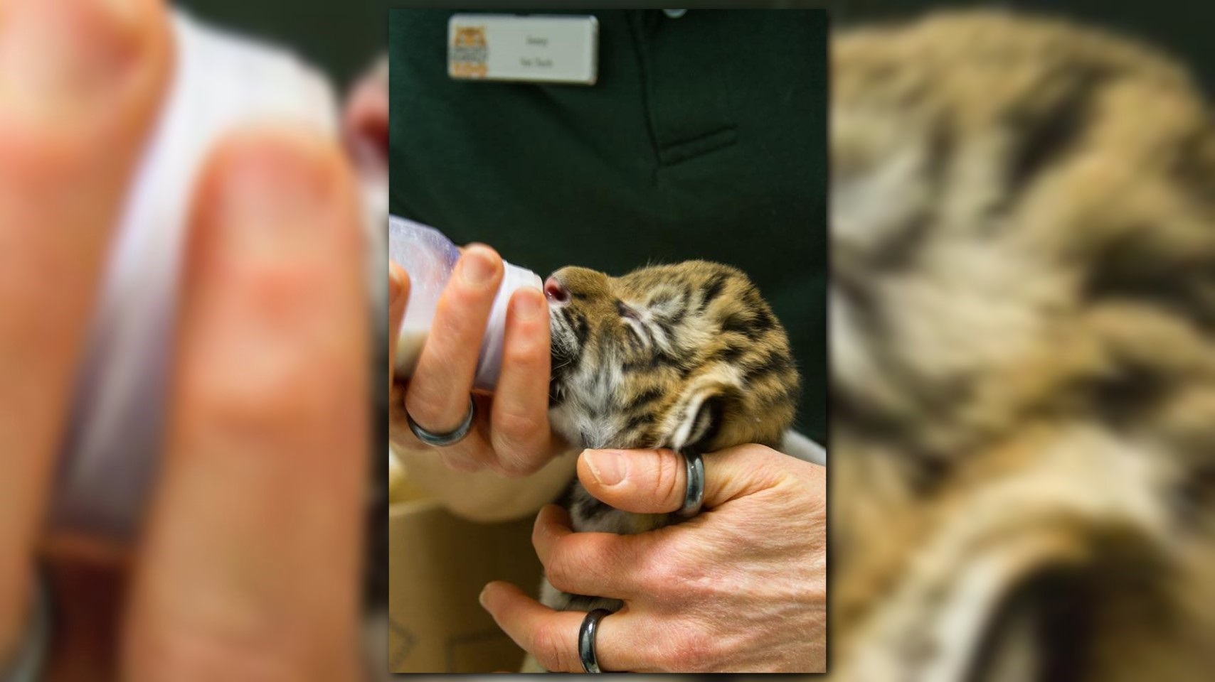 Rare tiger cubs born at Connecticut's Beardsley Zoo in Bridgeport