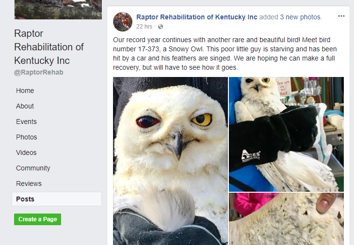 Woman saves injured snowy owl on Kentucky highway