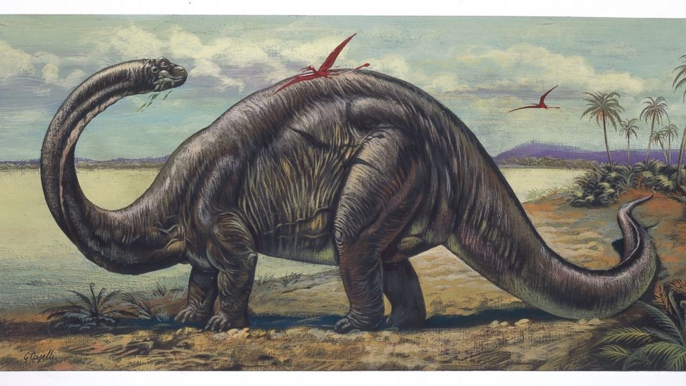 Brontosaurus finally validated as a distinct dinosaur species | whas11.com