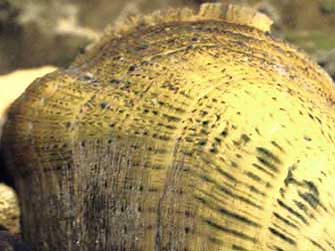 3 species of endangered mussels bolstered in Big South Fork | whas11.com