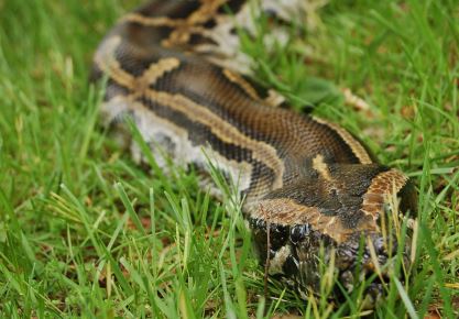 Lou. Zoo says goodbye to popular Burmese python Monty | whas11.com