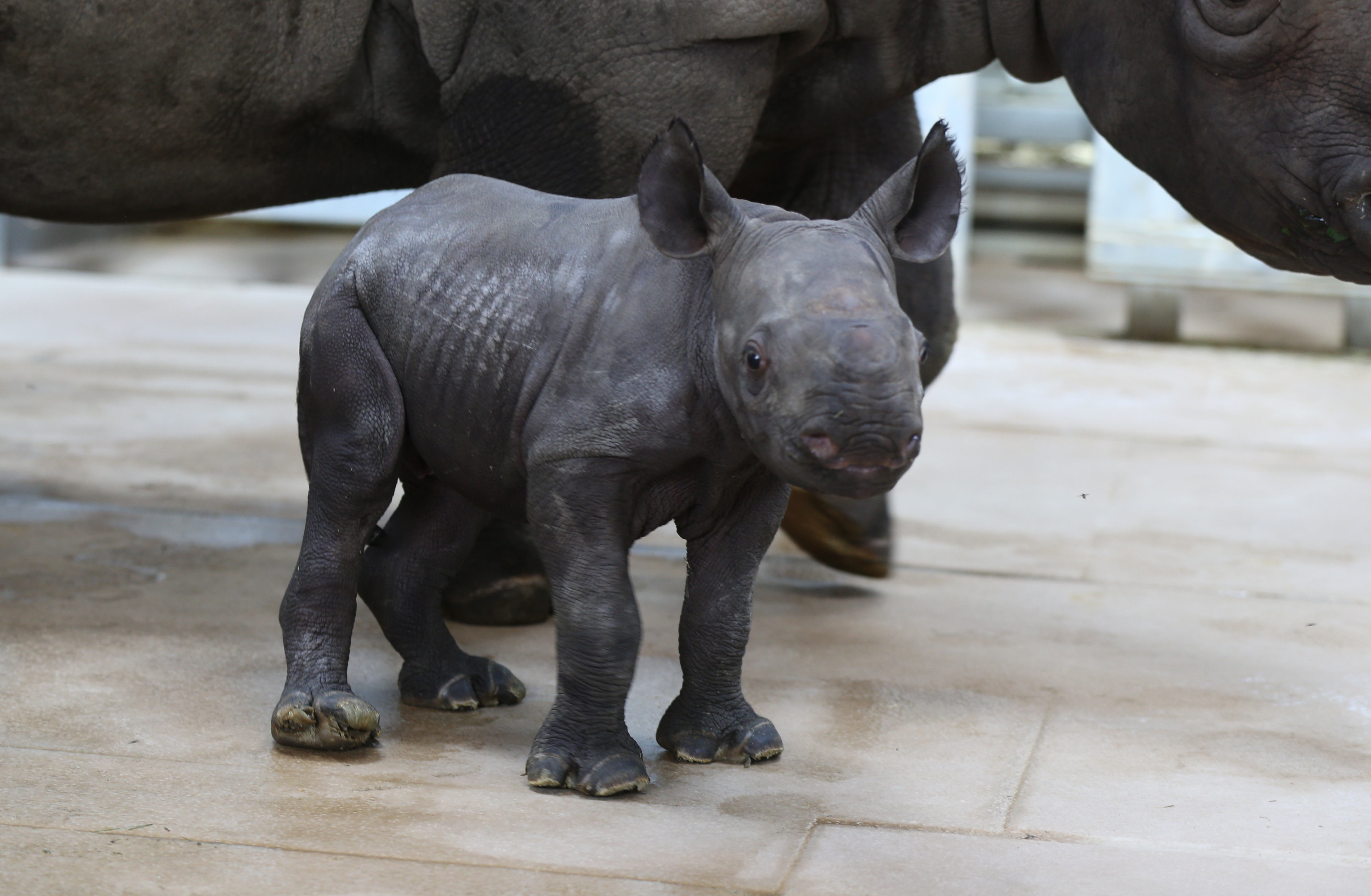 Cuteness alert! Baby rhino experiences snow for the first time | whas11.com